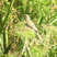 Booted Warbler